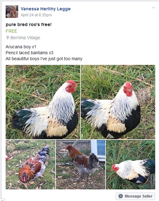 Free Roosters.jpg