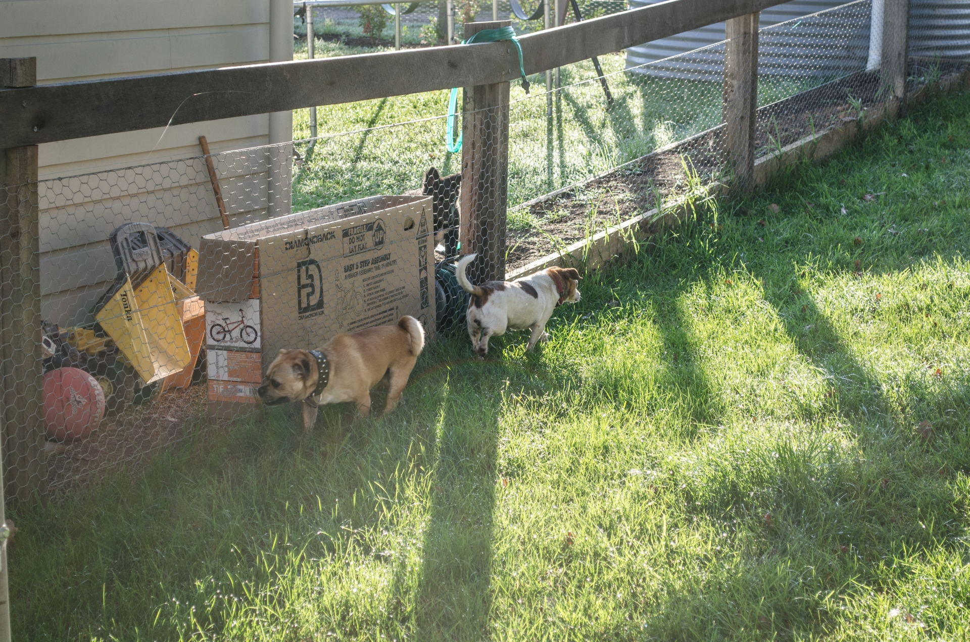 dog escaping Karens general Store of horrors.jpg