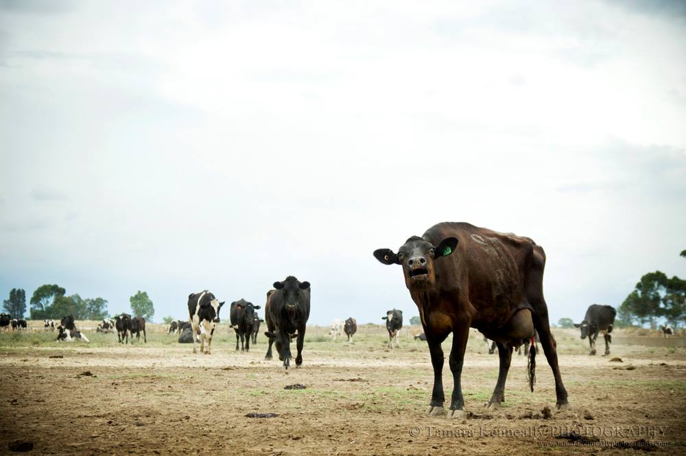 Greenham and Sons abattoir, Tongala Victoria.jpg