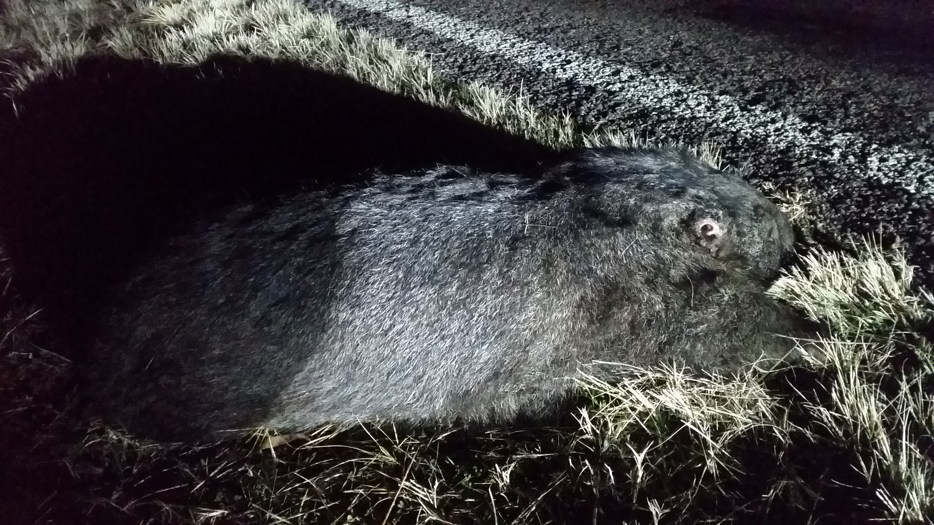 Wombat run over with cut ears.jpg