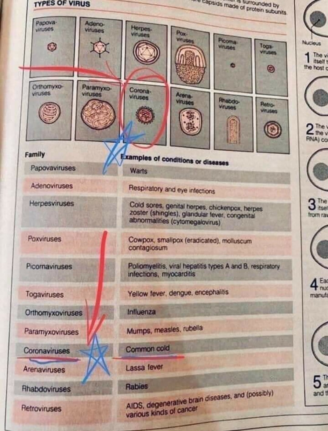 coronavirus cold.jpg