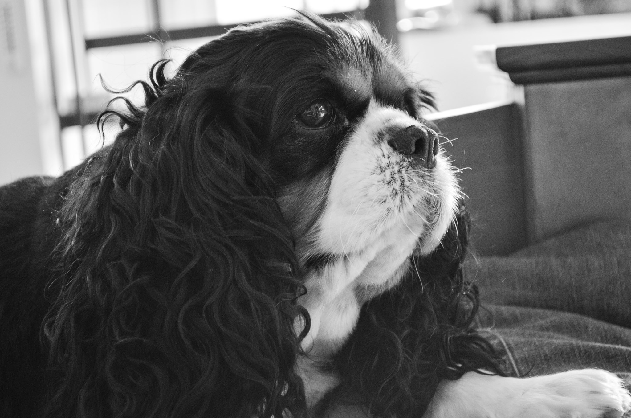 Charlie the Cavalier King Charles Spaniel.jpg