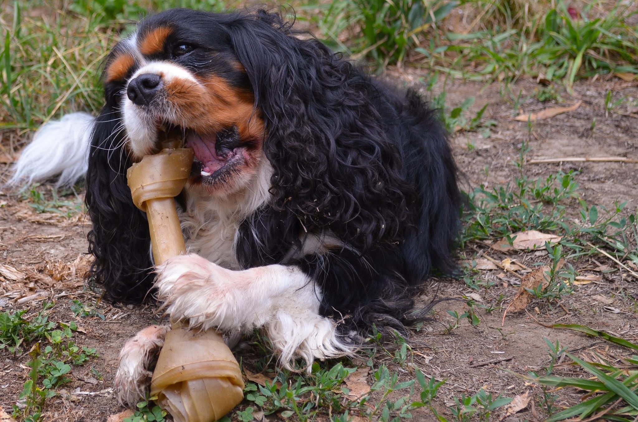 Charlie the Cavalier King Charles Spaniel.jpg