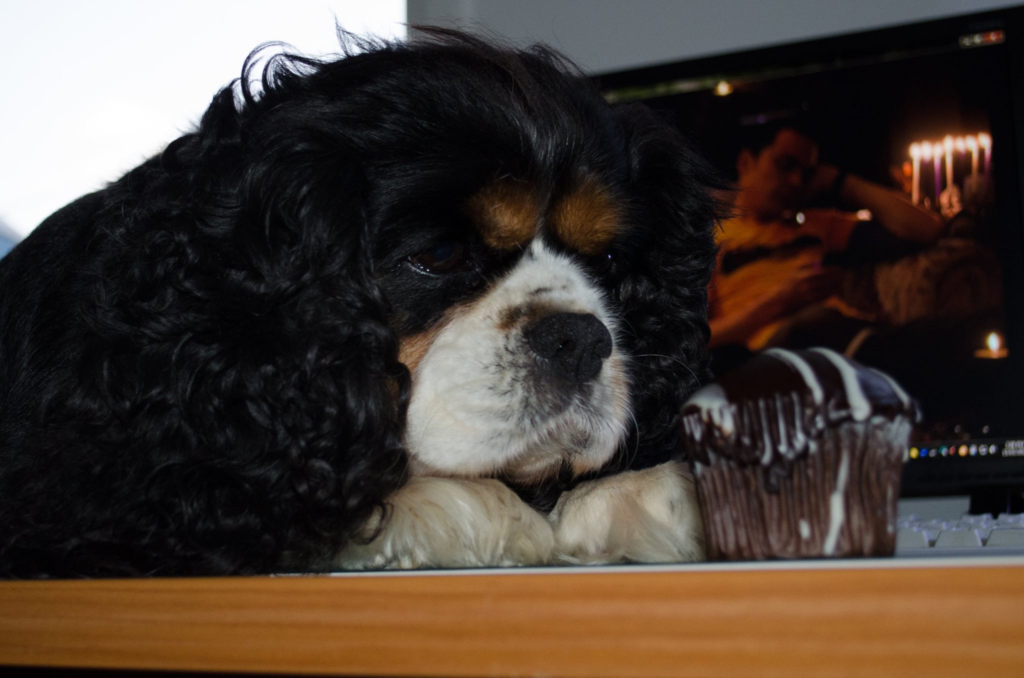 Charlie the Cavalier King Charles Spaniel.jpg