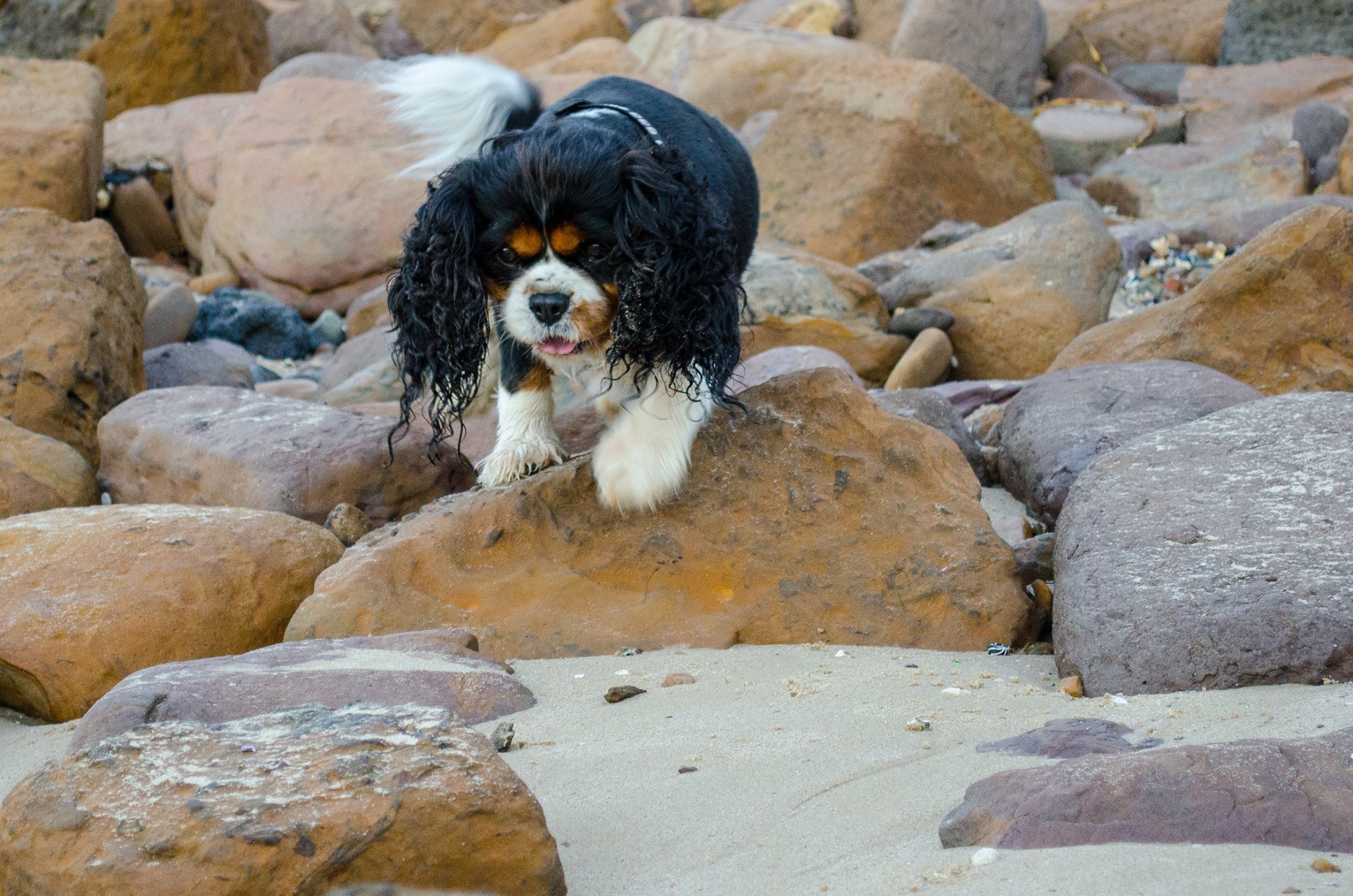 Charlie the Cavalier King Charles Spaniel.jpg