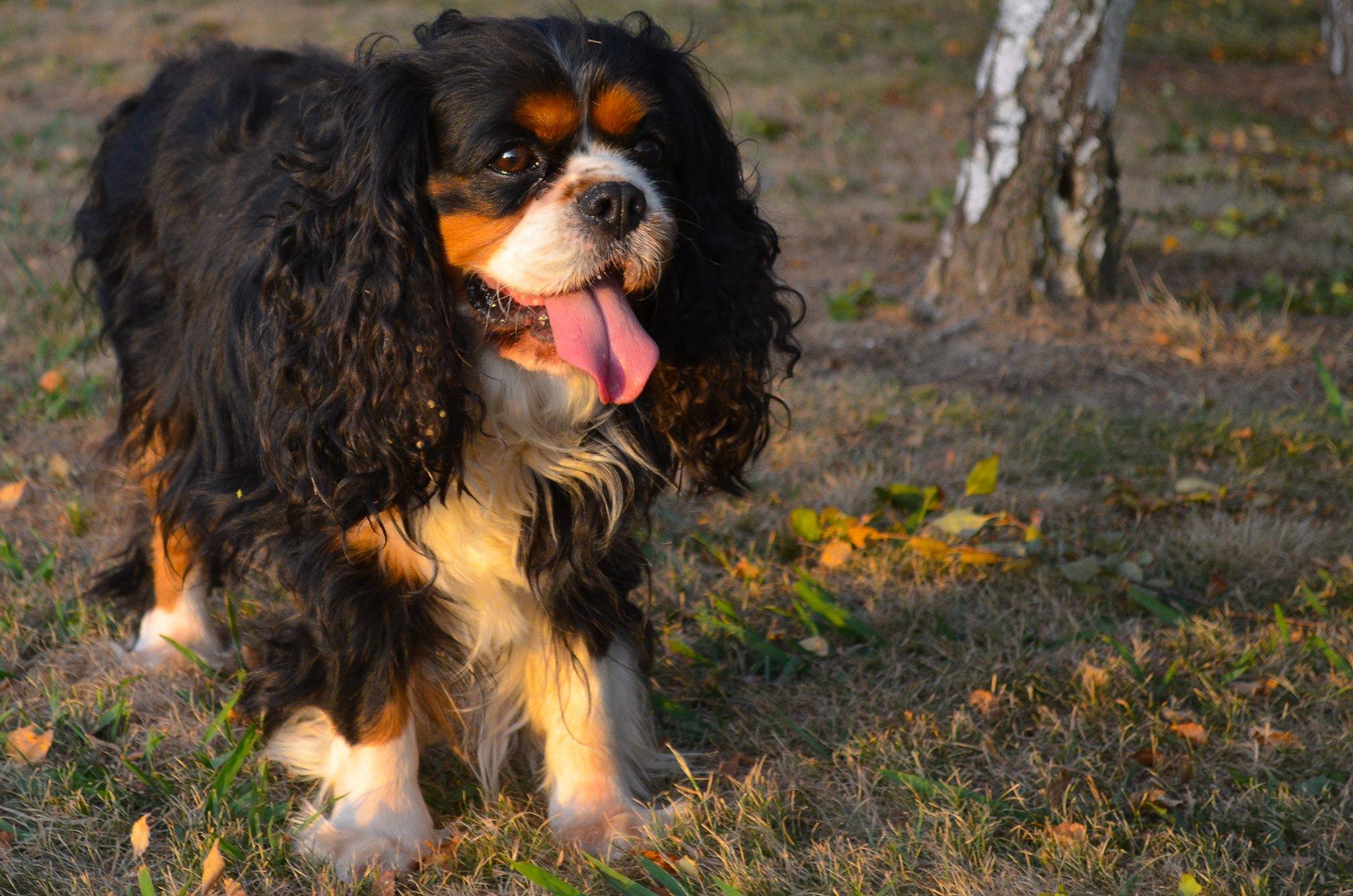 Charlie the Cavalier King Charles Spaniel.jpg