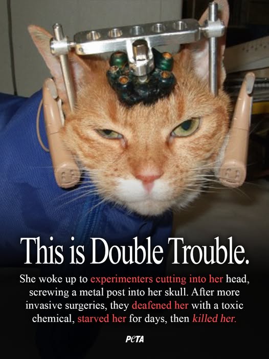 University of Wisconsin-Madison animal abuse.jpg