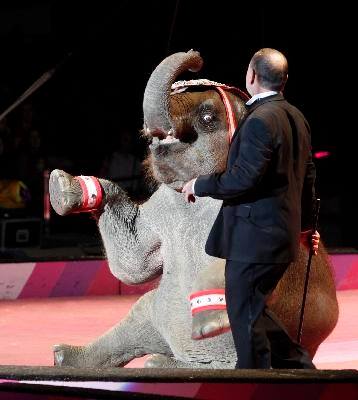 Ringling Bros circus animal cruelty