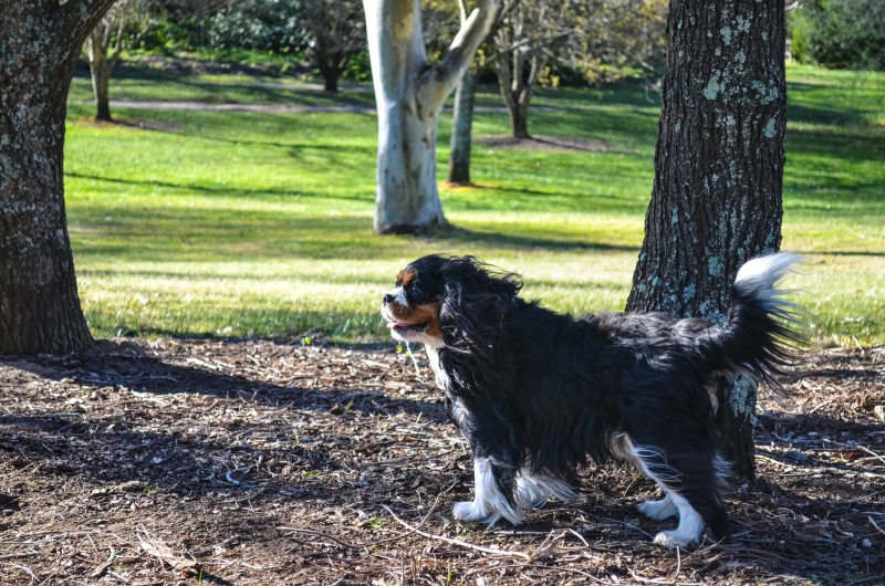 Charlie the Cavalier King Charles Spaniel.jpg