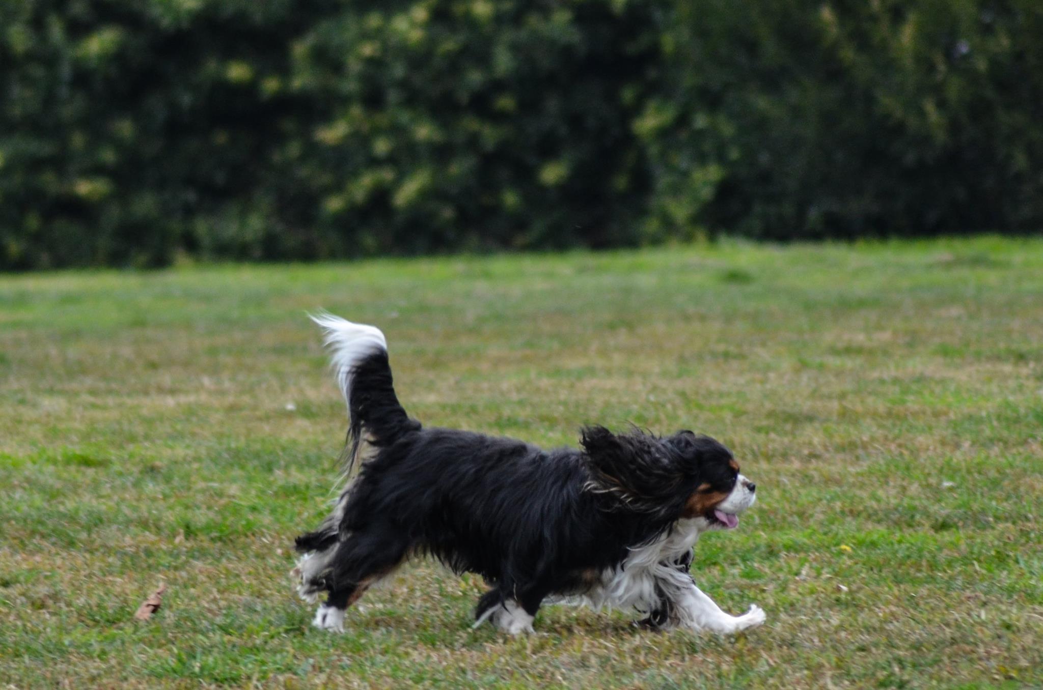 Charlie the Cavalier King Charles Spanie