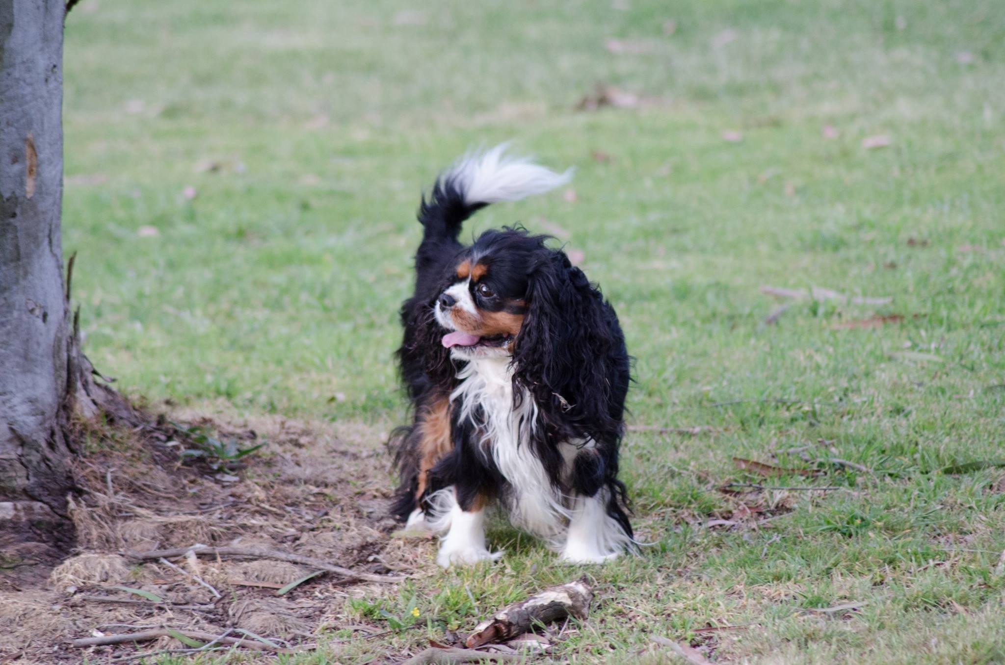 Charlie the Cavalier King Charles Spanie