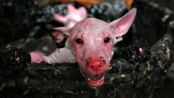 China Korea South East Asia: Stop cooking dogs alive